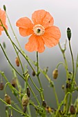 Orange poppy (Papaver fugax) in flower