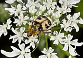 Bee beetle (Trichius fasciatus)