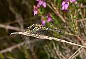 Black darter dragonfly