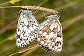 Marbled white butterflies mating