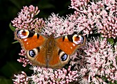 Peacock butterfly on hemp agrimony