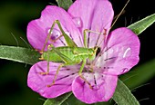 Speckled bush-cricket on corncockle