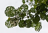 Alder leaves damaged by insects