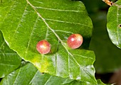 Gall midge galls on beech leaf