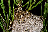 Paper wasp colony
