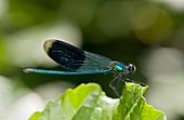 Banded demoiselle damselfly