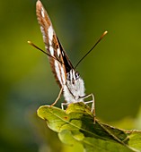 Southern white admiral butterfly