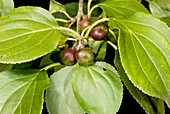 Buckthorn (Rhamnus cathartica) in fruit