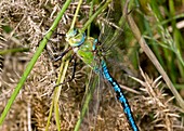 Blue emperor dragonfly