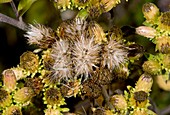 Inula conyzae in fruit