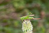 Long-winged conehead bush-cricket