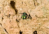 Greenbottle caught by tiger beetle larva