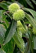 Sweet chestnuts (Castanea sativa)