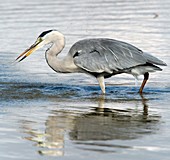 Grey heron catching a fish
