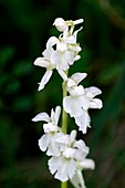 Early purple orchid (Orchis mascula)