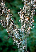 Desert locust nymphs