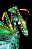 Praying mantis threat display