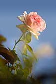 Rosa 'Eden' flower