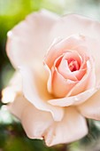 Rosa 'Johann Strauss' flower