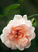 Rosa 'Auguste Gervai' flower