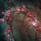 Starbirth in M83 galactic arm,HST image