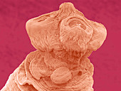 Anoplocephala tapeworm,ESEM