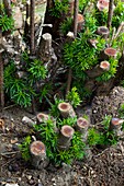 Regrowth of coppiced yew (Taxus baccata)