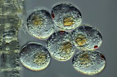 Copepod eggs,light micrograph