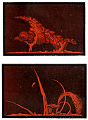 Solar prominences,historical artwork