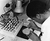 Smallpox research,Lagos,1967