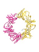 DNA clamp,molecular model