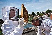 Urban beekeeping,France