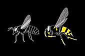 Bee and wasp anatomy,artwork