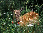 Infant Persian Fallow Deer (Dama dama