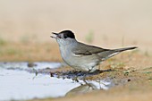 Eurasian Blackcap (Sylvia atricapilla)