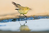 Chiffchaff (Phylloscopus collybita)