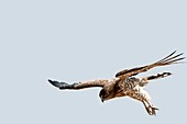 Short-toed Snake Eagle Circaetus gallicus