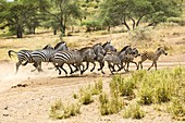 Zebras in Mud