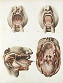 Mouth anatomy,1839 artwork