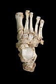 Homo heidelbergensis fossil foot bones