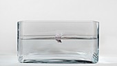 Caesium reacting with water (1 of 5)