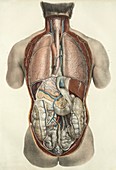 Thorax and abdomen,1839 artwork