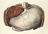Stomach and liver,1839 artwork