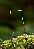 Umbrella moss (Leucolepis acanthoneuron)