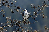 White-tailed kite in a tree