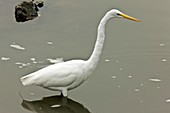 Great egret