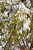 Mistletoe (Viscum album) in flower