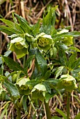 Green hellebore (Helleborus viridis)