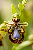 Mirror orchid (Ophrys speculum) flower
