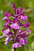 Butterfly orchid (Orchis papilionacea)